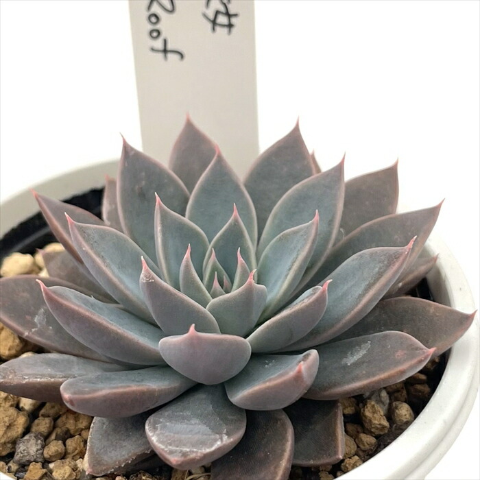 ちー☆様専用 桃くま 優木園 札付き 多肉植物