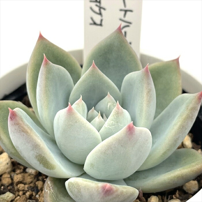 楽天市場】多肉植物 O'sエケベリア メキシコプリドニス×ホリコロ 多肉