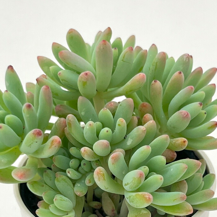 楽天市場】多肉植物 hmアナカンプセロス ルベルシー 多肉植物 アナ