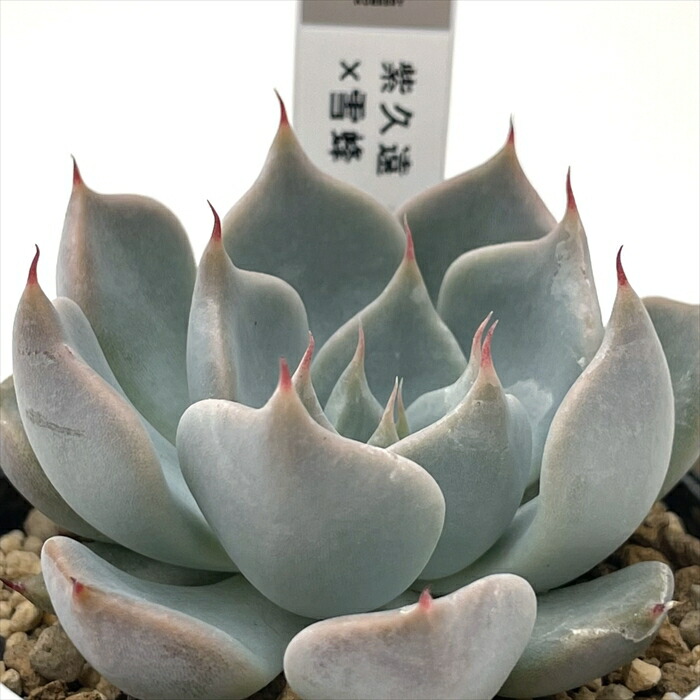 楽天市場】多肉植物 O'sエケベリア デザートハーモニー×ケオケオ 多肉