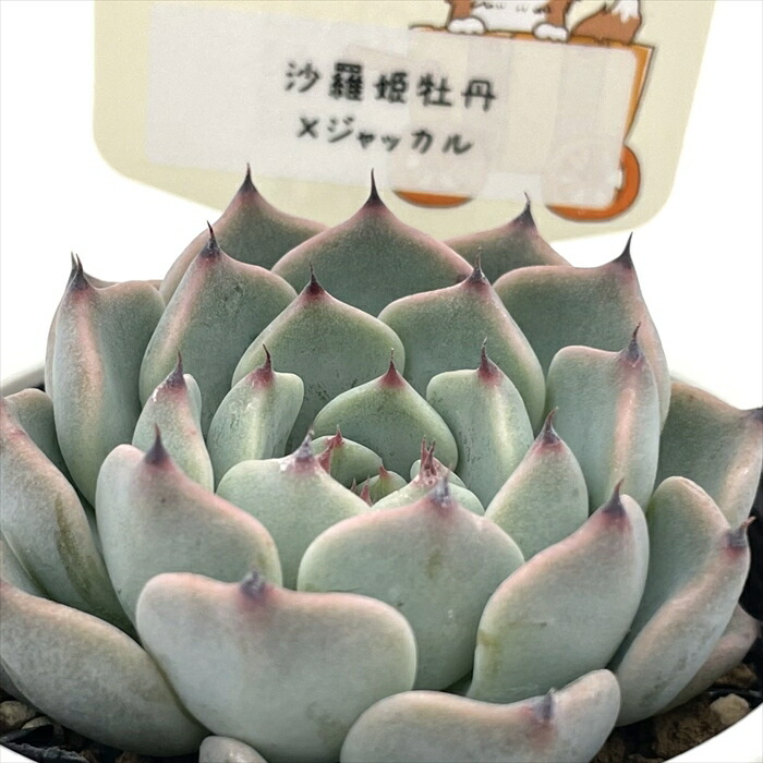 楽天市場】多肉植物 PAL nae セレクション No.004 ピーチコロン