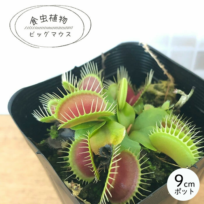 【大株】食虫植物 ヘリアンフォラ・ミノール交配 食虫植物】 ヘリアンフォラ ミノール交配種 - メルカリ