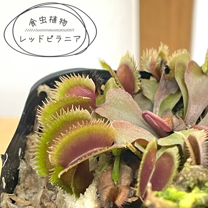 ＊●sur ● ハエトリソウ 2点＊ 51a44QYAMkL._UF350,350_QL80_.jpg