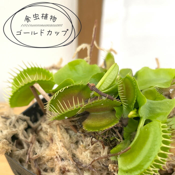 楽天市場】食虫植物 ハエトリソウ G14 7.5cmポット ハエトリグサ