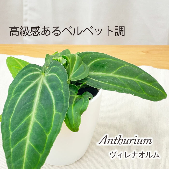 楽天市場】観葉植物 cot シンゴニウム シュリンクハート 3.5号鉢
