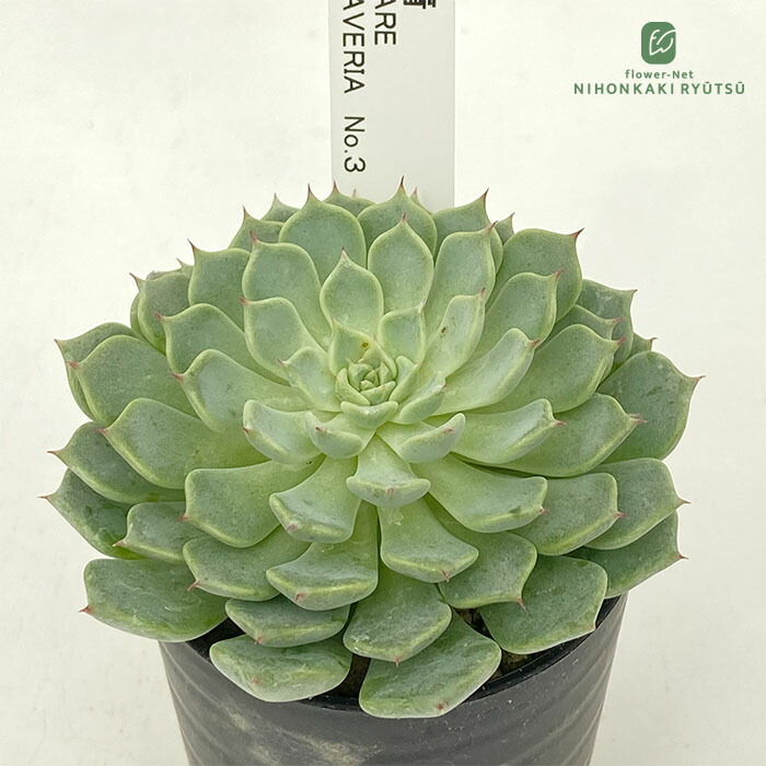楽天市場】多肉植物 halkエケベリア Filou フィルー 多肉植物