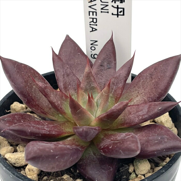 楽天市場】多肉植物 halkエケベリア Filou フィルー 多肉植物