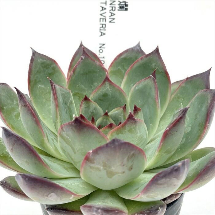 楽天市場】多肉植物 halkエケベリア Filou フィルー 多肉植物 HALKA