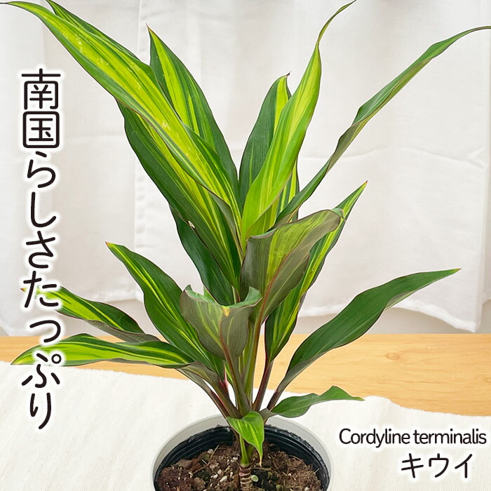 楽天市場】PLANCHU 観葉植物 コルディリネ キウイ 5号ロング鉢