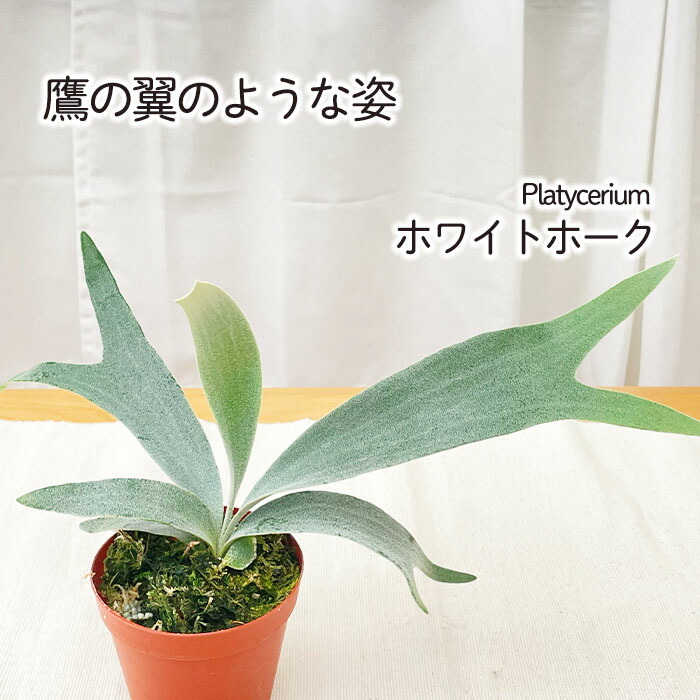 楽天市場】観葉植物 コウモリラン ビカクシダ グランデ 4.5号鉢