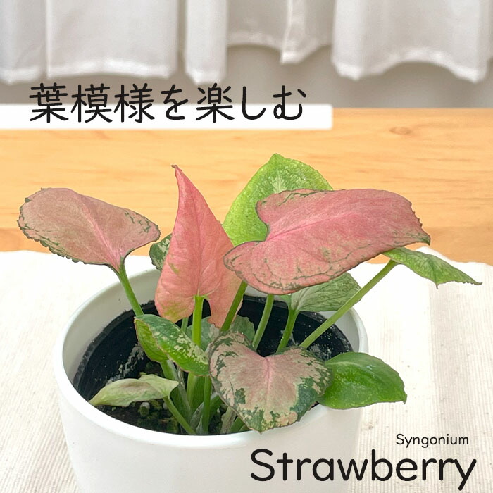 楽天市場】観葉植物 cot シンゴニウム シュリンクハート 3.5号鉢