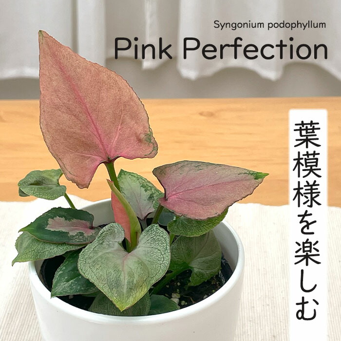 楽天市場】多肉植物 コノフィツム コンカブム 実生 2.5号鉢 観葉