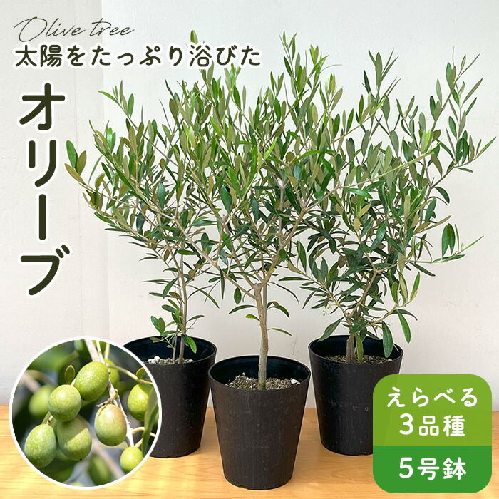 Olive オリーブの木 ルッカ Lucca 5号鉢 オリーブ 観葉植物 オリーブ 8号 ルッカ ベータ キューブプランター