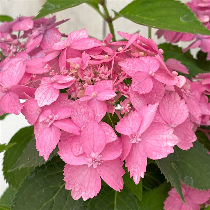 楽天市場】【まもなく締め切り】 予約販売 山アジサイ 七変化 藍姫