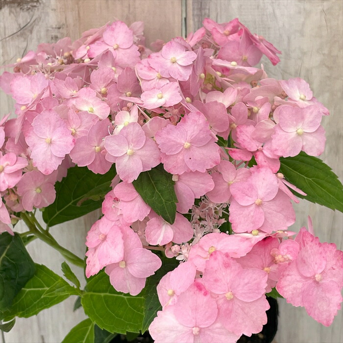 もり子　ヤマアジサイ もり子 ヤマアジサイ ヤマアジサイよりどり販売