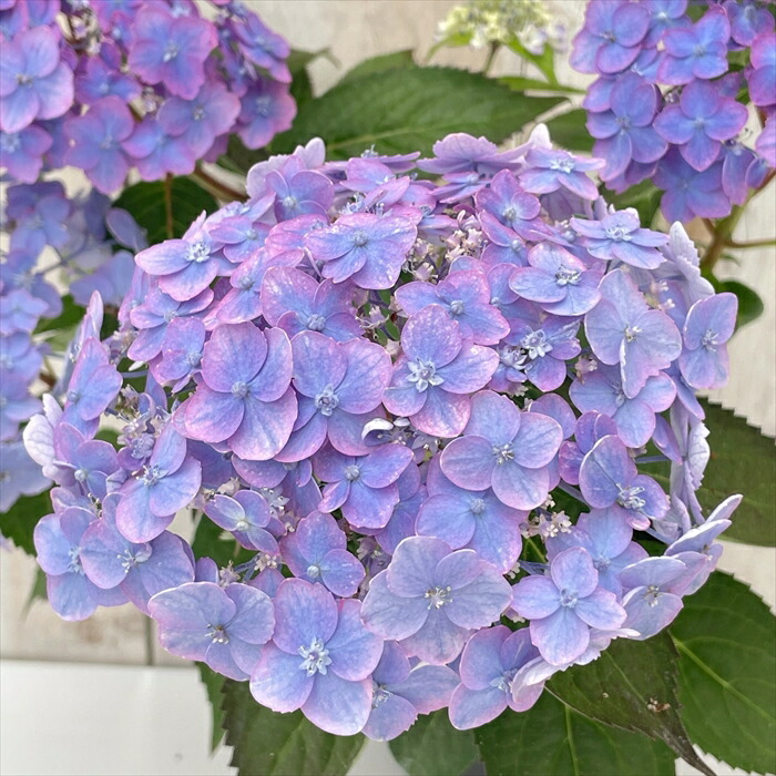 楽天市場】予約販売 山アジサイ 渥美のサンゴ姫 10.5cmポット 渥美交配