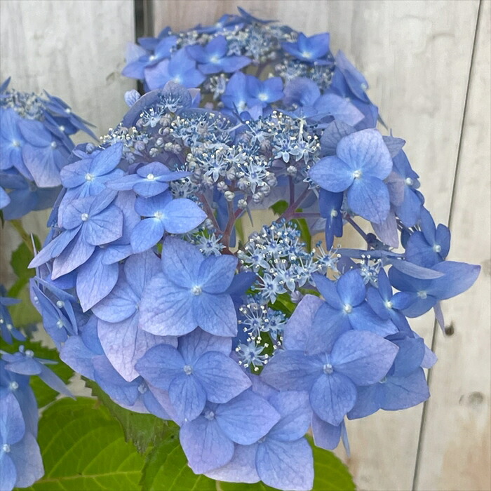 楽天市場】【まもなく締め切り】 予約販売 山アジサイ 天竜碧 9cm