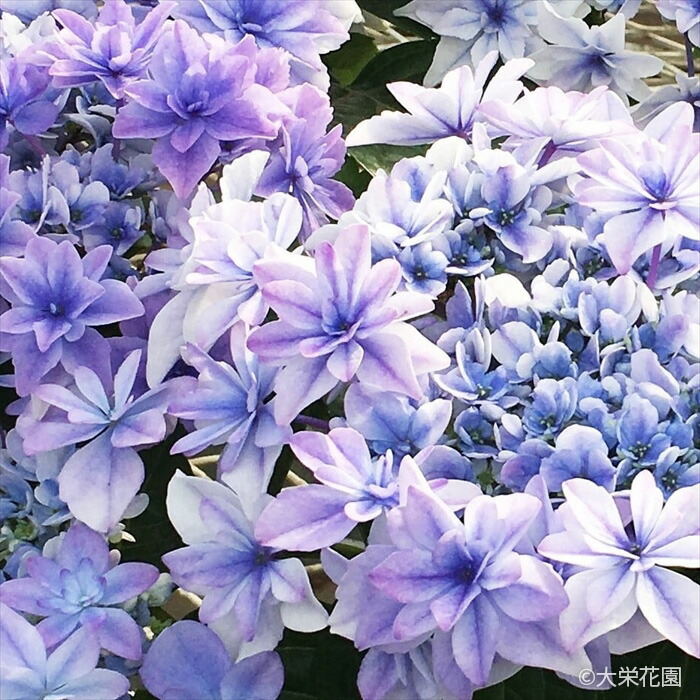 楽天市場】アジサイ クレイジーテンシアブルー 10.5cmポット