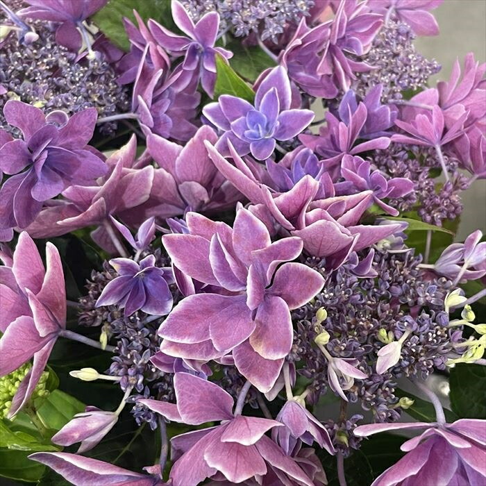 『弾む紫陽花』 あじさいツーリング】県内の紫陽花スポットに行ってきました