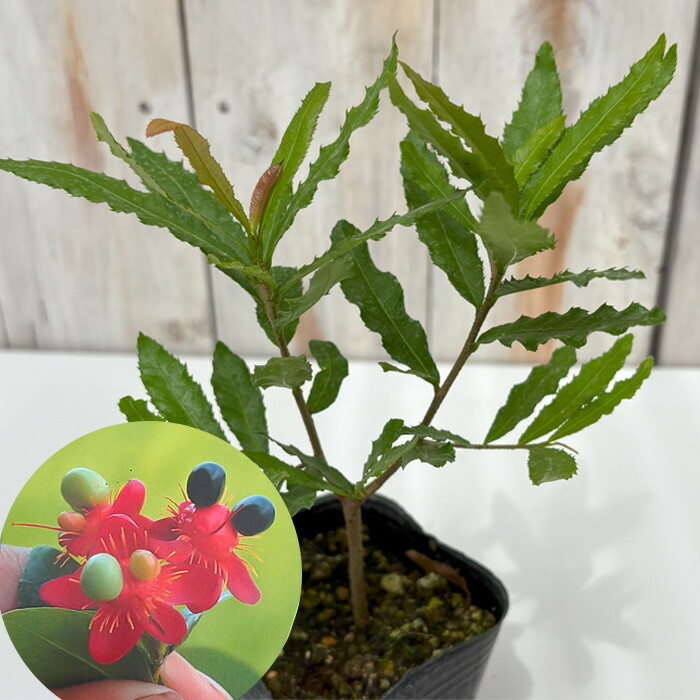 オクナ　セルラータ　ミッキーマウスの木 オクナ・セルラータ（ミッキーマウスの木）6号鉢植え の通販