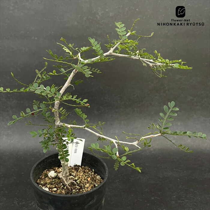 【セール中！！】ボスウェリアナナ×アスプレニフォリア 実生 現品限り】ボスウェリア・ナナ × アスプレニフォリア 実生【AD29