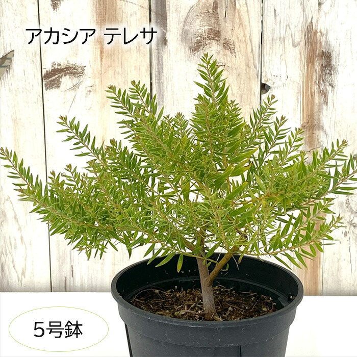 楽天市場】アカシア「テレサ」5号鉢 鉢花 人気 鉢植え : 青空花屋 manimani
