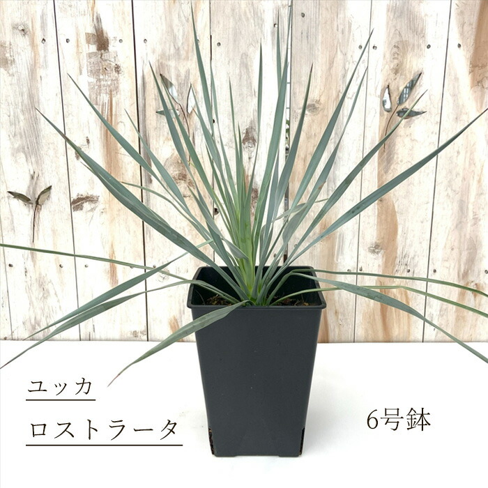 楽天市場】斑入り ユッカ グロリオサ バリエガータ 6号鉢