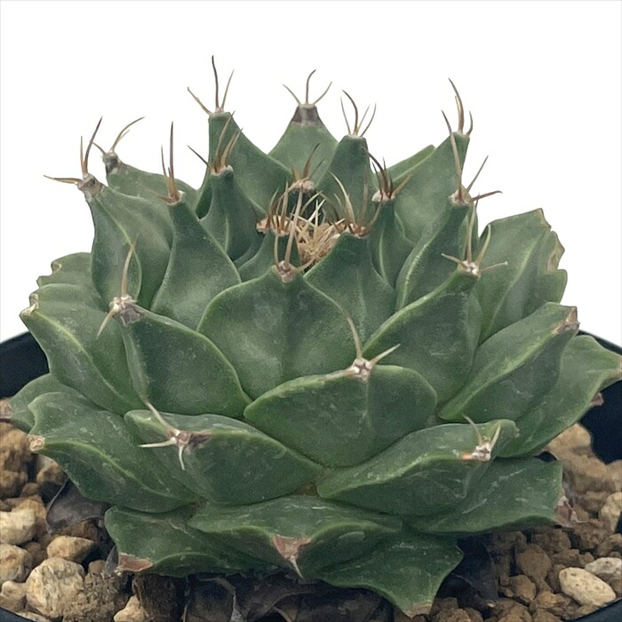 楽天市場】caコピアポア モンタナ 9cmポット サボテン コーデックス