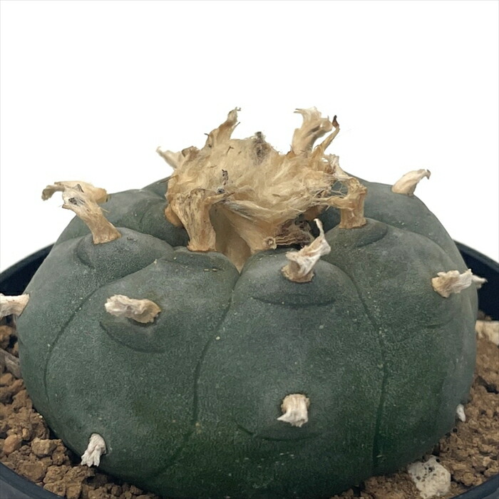 サボテン コピアポア モンタナセッカ コピアポア モンタナ ”妖鬼玉” Copiapoa montana | mana's far