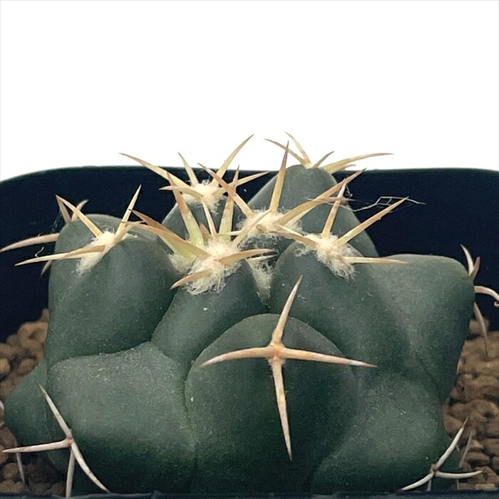 楽天市場】caサボテン 金鯱 モンストローサ 7.5cmポット : フラワー