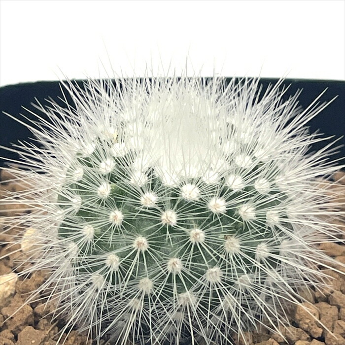 多肉植物　花サボテン　河岸 多肉植物 花サボテン 河岸 - メルカリ