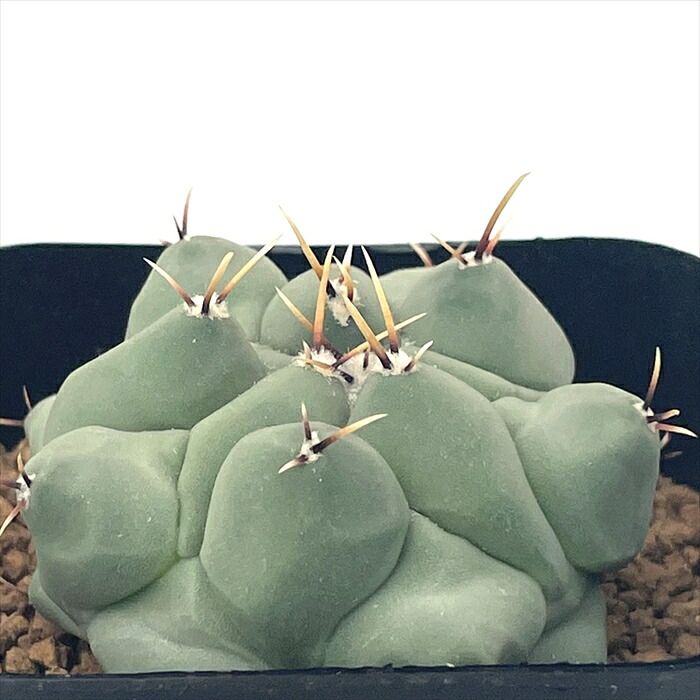 楽天市場】guサボテン 月晃殿 7.5cmポット : フラワーネット 日本花キ流通