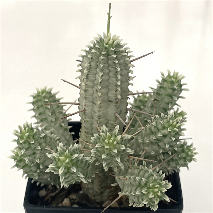 楽天市場】多肉植物 sdユーフォルビア キリンドリフォリア