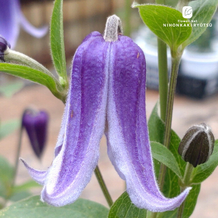 楽天市場】予約販売 クレマチス 苗 万葉の君 ヴィオルナ系 壺型 ベル型