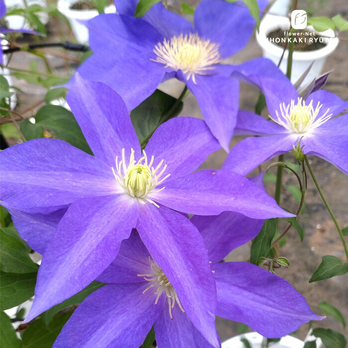 楽天市場】予約販売 クレマチス 苗 風の方位 フロリダ系 及川フラ
