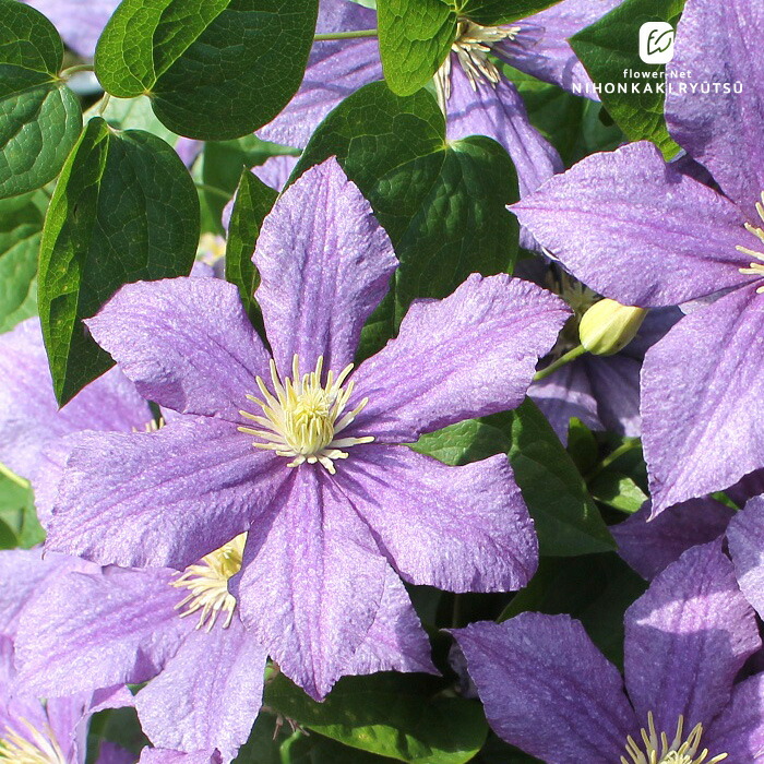楽天市場】予約販売 クレマチス 苗 風の方位 フロリダ系 及川