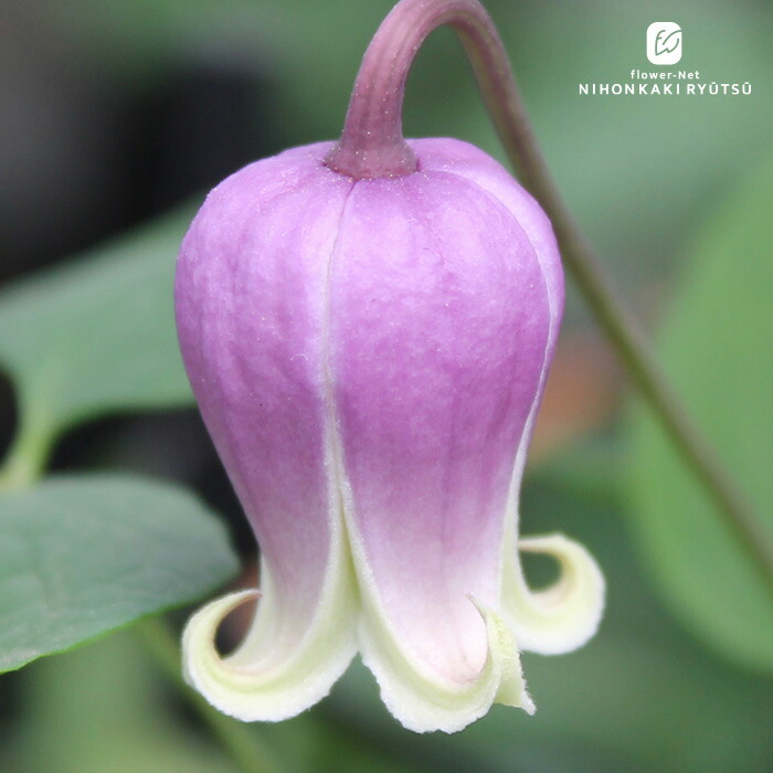 楽天市場】予約販売 クレマチス 苗 万葉の君 ヴィオルナ系 壺型 ベル型