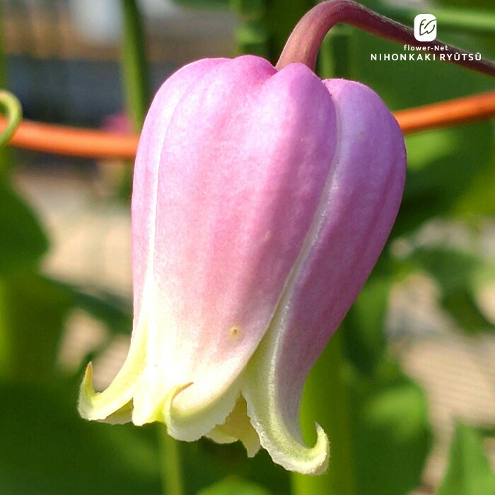 楽天市場】予約販売 クレマチス 苗 チェリーボンボン ヴィオルナ系