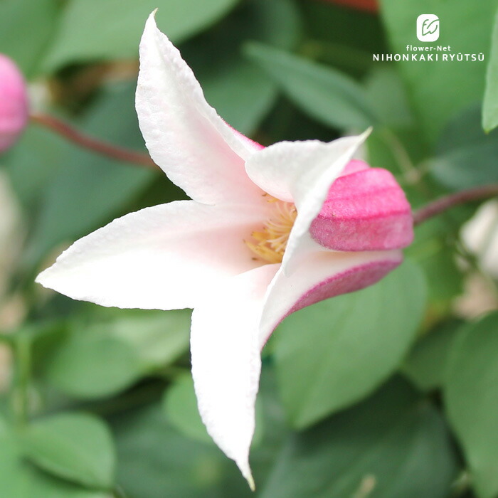 クレマチス　風の方位　フロリダ系 クレマチス専門ナーセリー 及川フラグリーン 風の方位