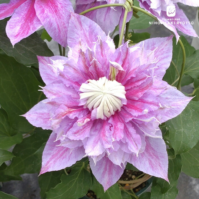 トキ色の君　壺型クレマチス苗 トキ色の君 クレマチス 開花鉢 - メルカリ