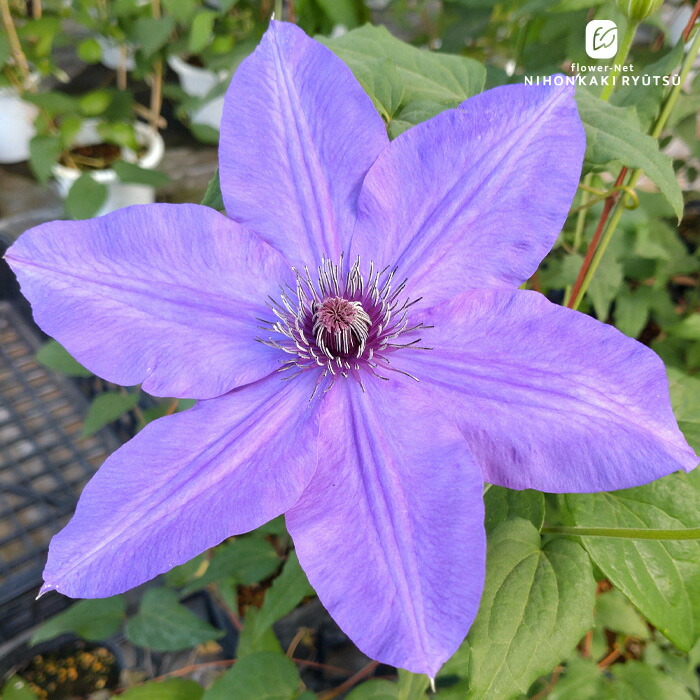 楽天市場】予約販売 クレマチス 苗 風の方位 フロリダ系 及川フラ