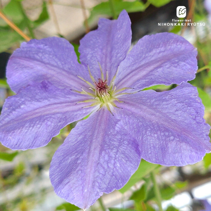楽天市場】予約販売 クレマチス 苗 雫 ヴィオルナ系 壺型 ベル型