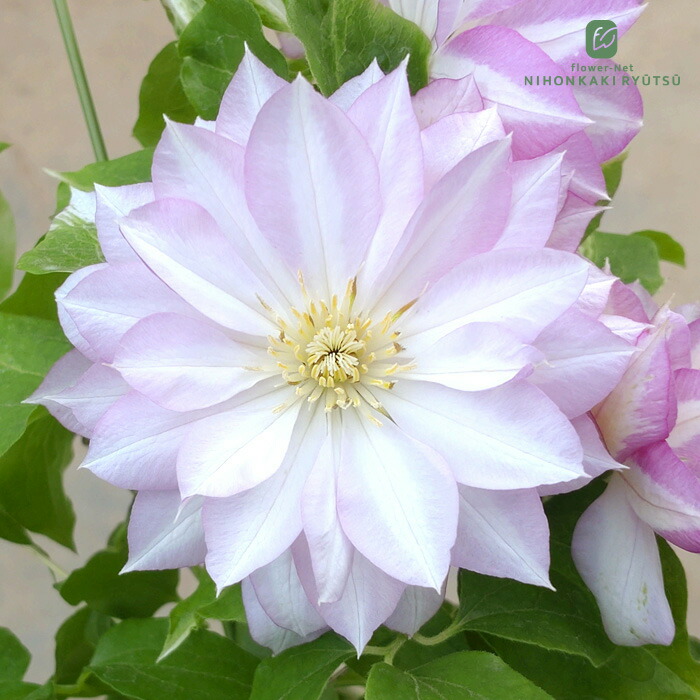 トキ色の君　クレマチス　開花鉢 トキ色の君 クレマチス 開花鉢