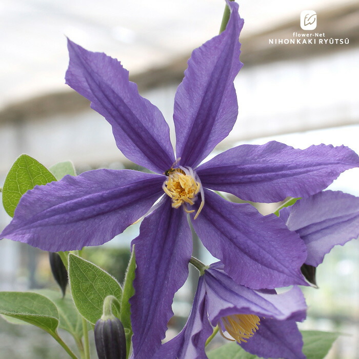 楽天市場】予約販売 クレマチス 苗 虹の彼方 早咲き大輪系 2年生苗 4号