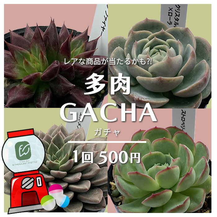 楽天市場】多肉植物 hmセダム ルビーティント多肉植物 セダム 6cm