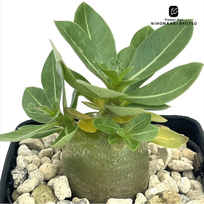 楽天市場】多肉植物 sdユーフォルビア ポイゾニー錦 9cmポット