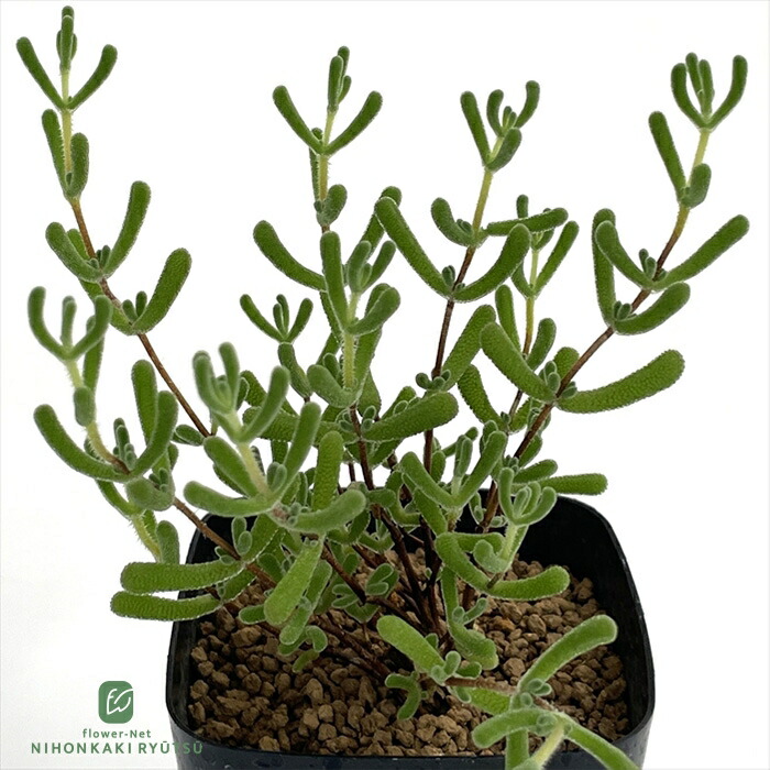 実生塊根！　万物想　チレコドン　多肉植物　塊根植物　レティキュラータス Amazon｜【現品限り】チレコドン・レティキュラータス 現地株 発