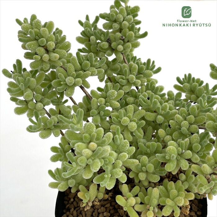 楽天市場】多肉植物 caドルステニア ギガス 実生苗 多肉植物