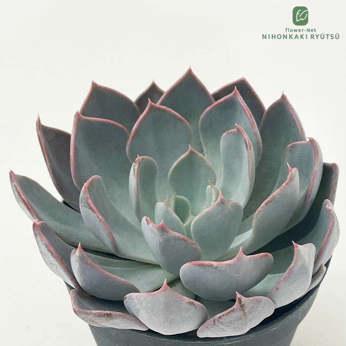 楽天市場】多肉植物 oriエケベリア ザラゴーサspノバ 多肉植物