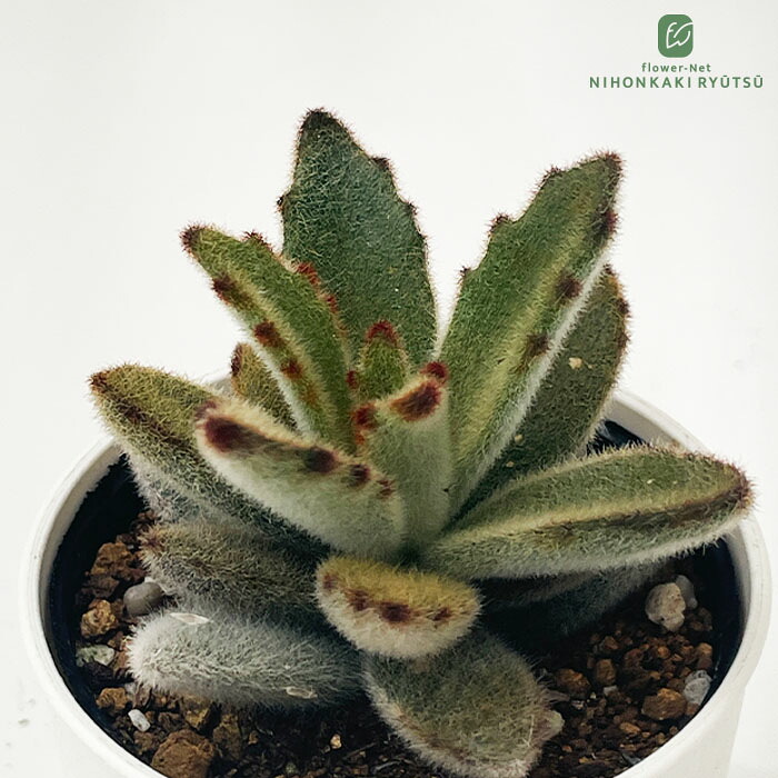 楽天市場】多肉植物 hmカランコエ ラッキーガール 多肉植物 カランコエ